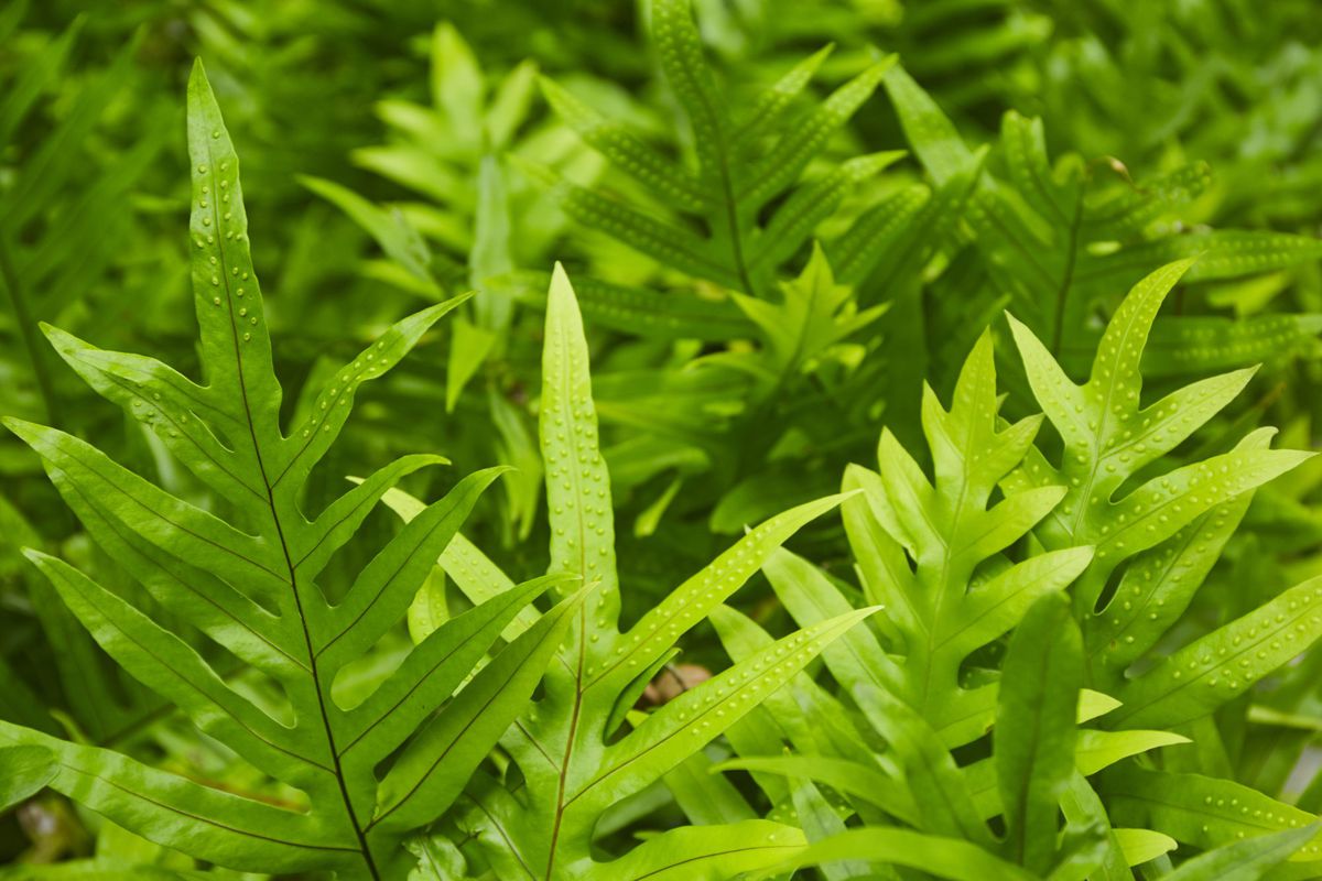 Evergreen leaves of Wart fern of Hawaii