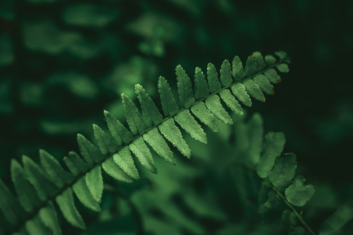 Close-up image of lush Ladder Fern (Nephrolepis exaltata) fronds, sword fern, Boston fern or fishbone fern