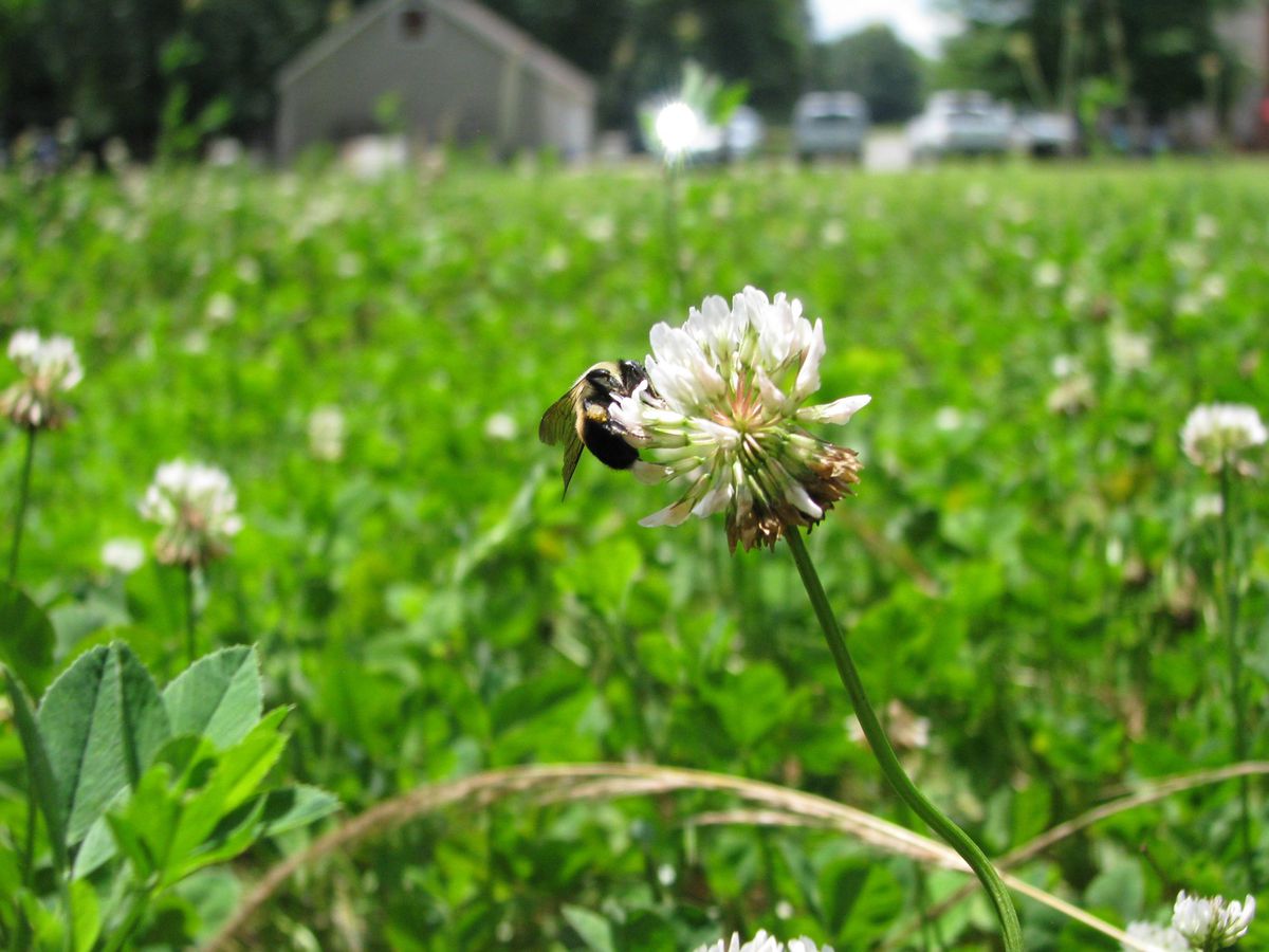 Bee on a white clover