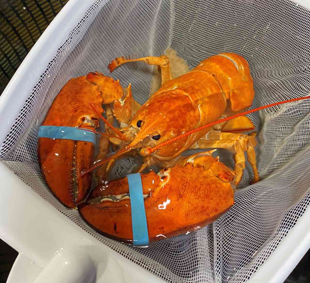Orange Lobster Cheddar