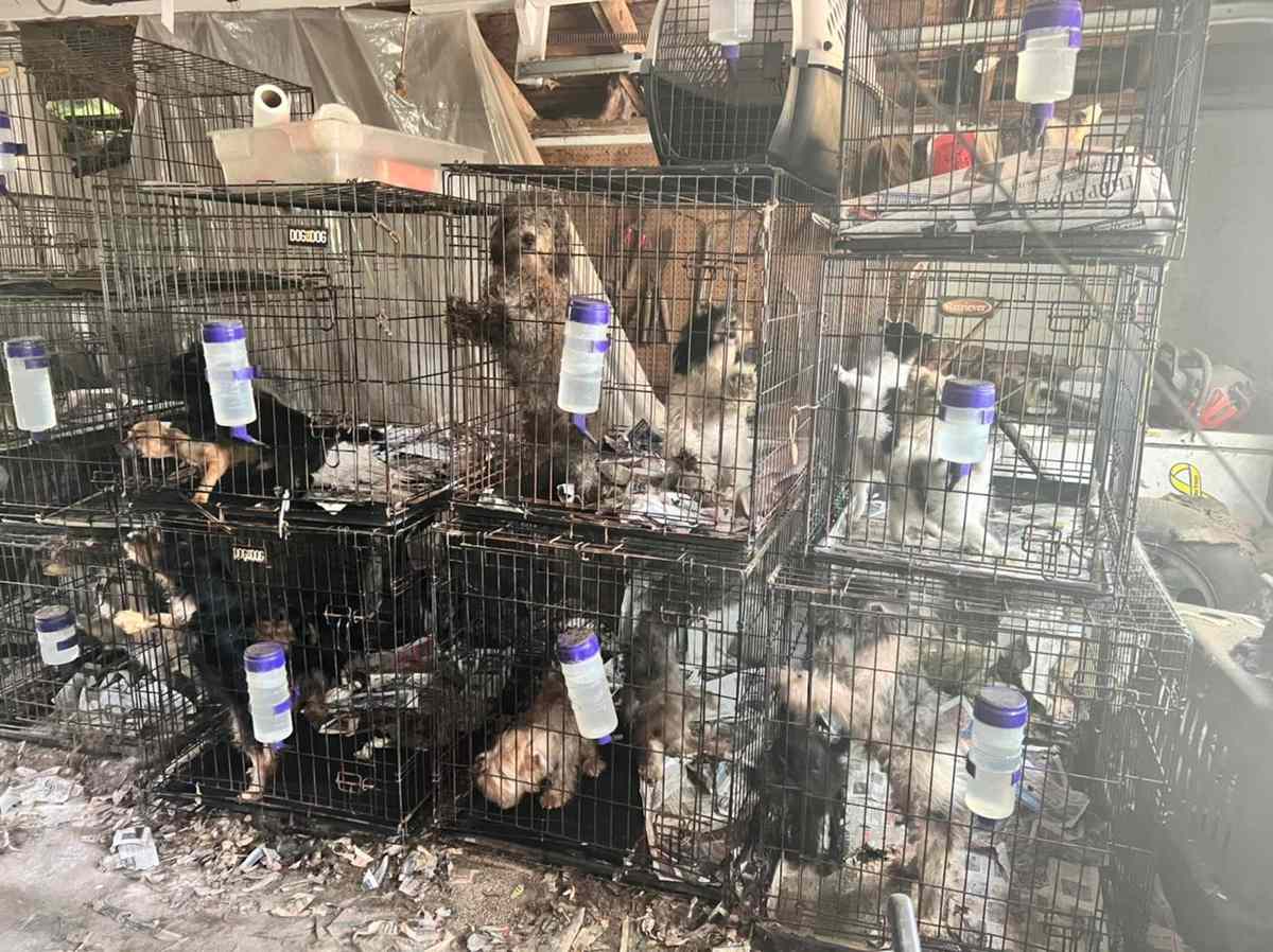 Kentucky rescued dogs