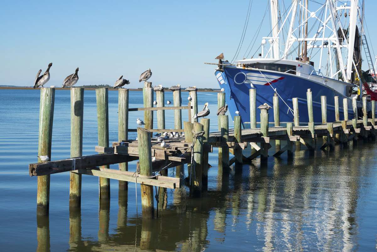 Shrimp boat and pelicans