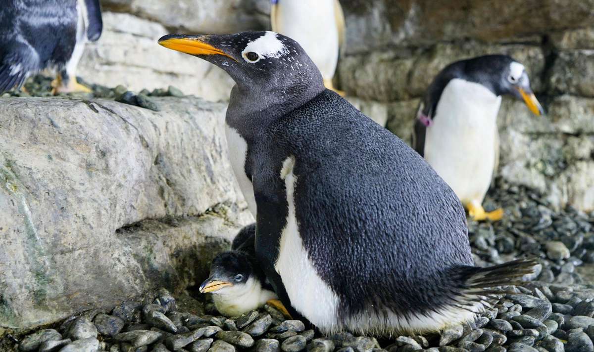 Same-Sex Penguin Couple Become Proud Parents After Hatching an Adopted Egg at Valencia Aquarium