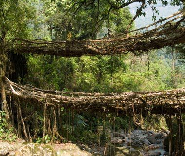 World's Strangest Bridges: Living Root Bridges, India