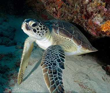 Beautiful Underwater Photos: sea turtle