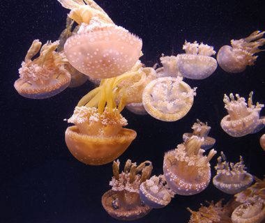 Jellyfish, Monterey, CA