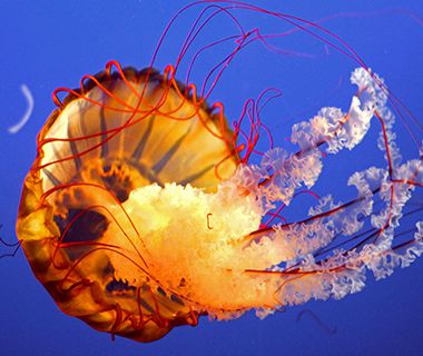 Beautiful Underwater Photos: jellyfish, Vancouver