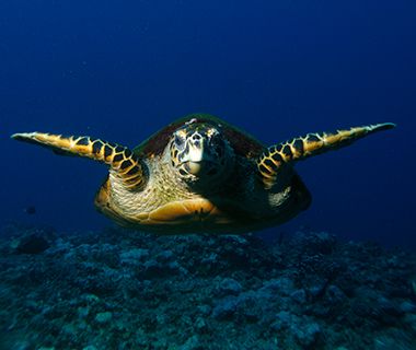 Hawksbill Turtle, West Palm Beach, FL