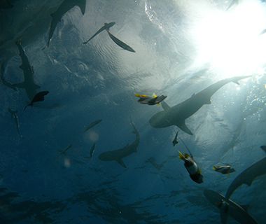 Beautiful Underwater Photos: sharks