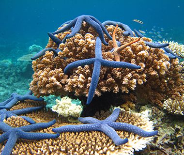 Beautiful Underwater Photos: starfish, Sulawesi, Indonesia