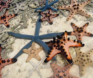 Starfish, Mabul, Malaysia