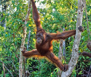 Animal Encounters: Orangutans at Tanjung Puting Biosphere Reserve, Indonesia