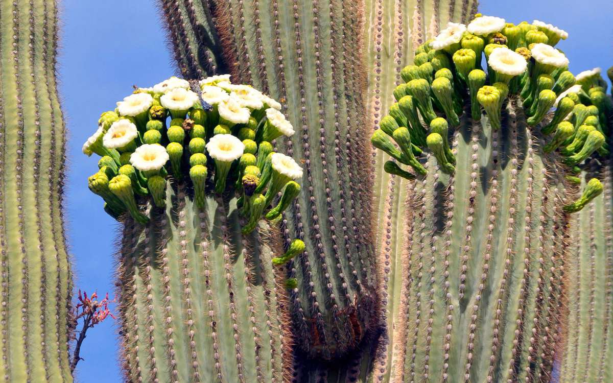 Great Spring Weekend Getaways: Desert Wildflowers in Tucson, AZ