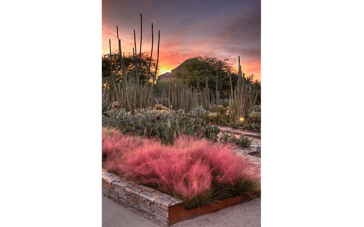 America's Most Beautiful Gardens: Desert Botanical Garden