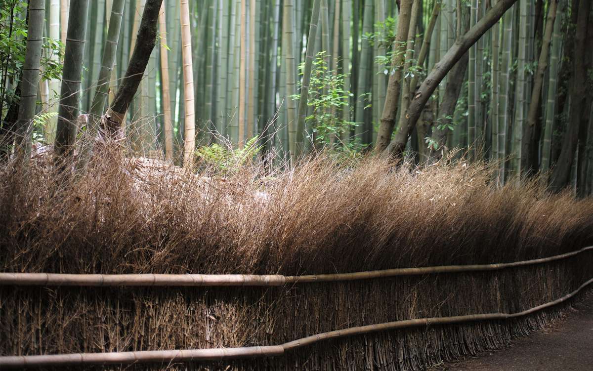Frank Roop's photo of a bamboo forest