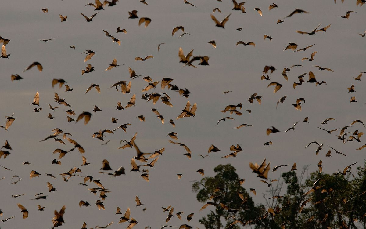 World's Creepiest Attractions: Kasanka Bat Forest, Zambia