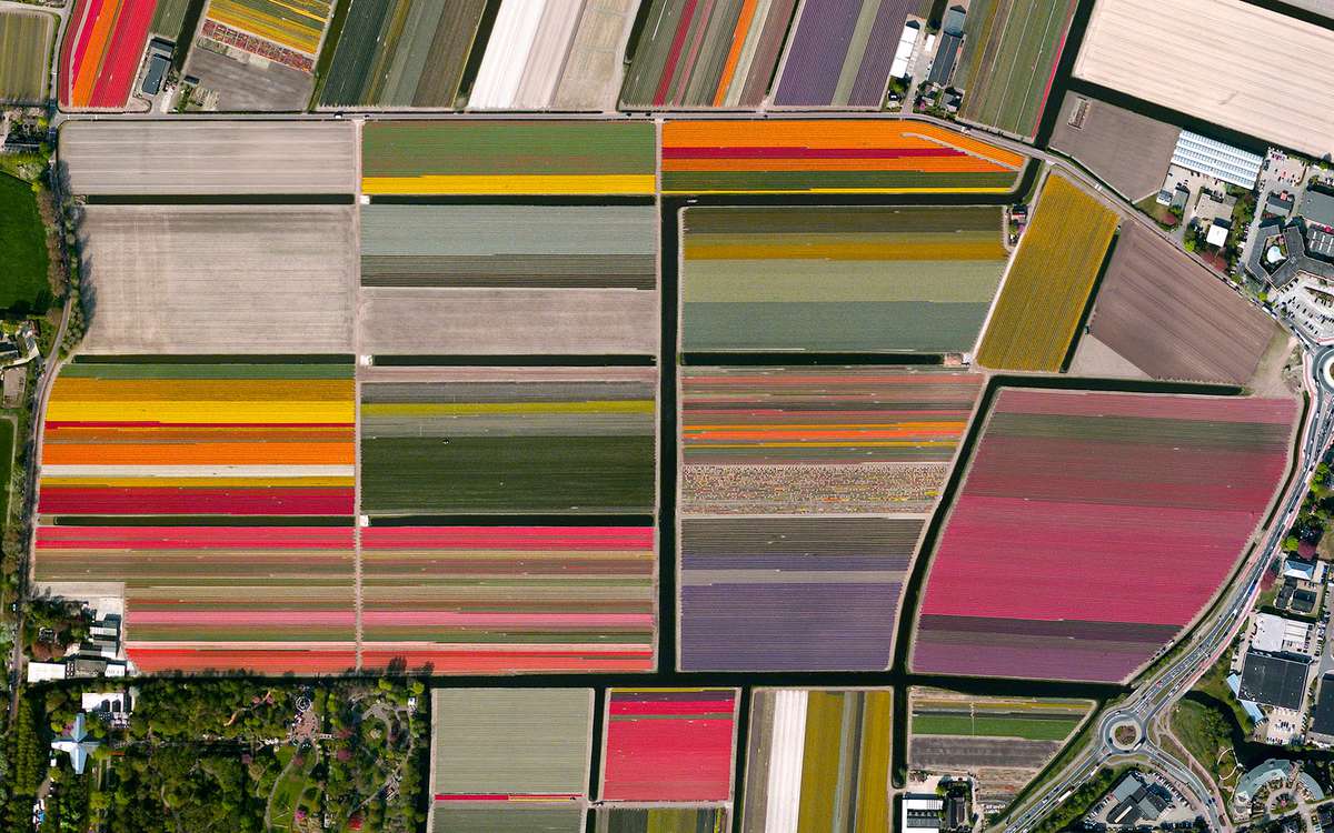 Netherlands Tulip Fields