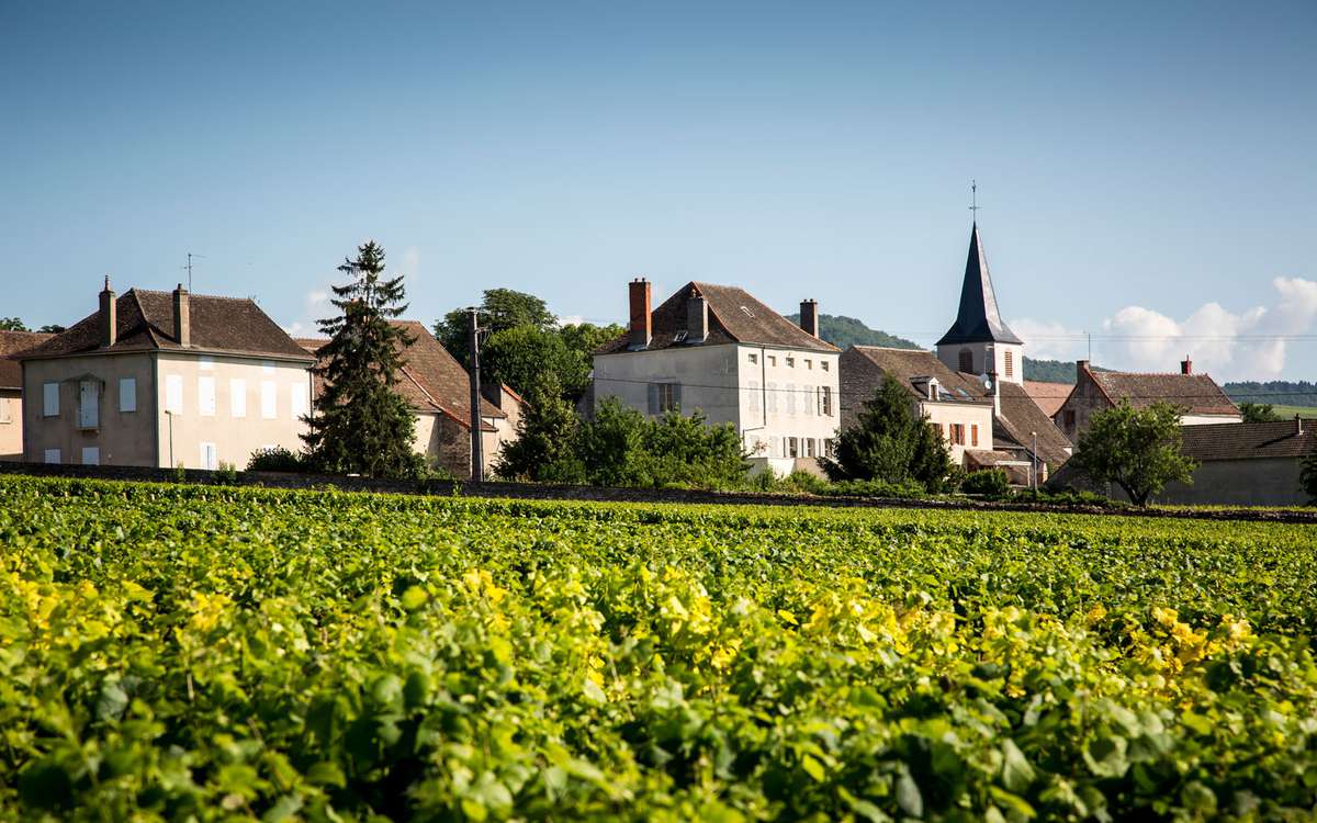 Wine Destinations: Montrachet Vineyard, Burgundy, France