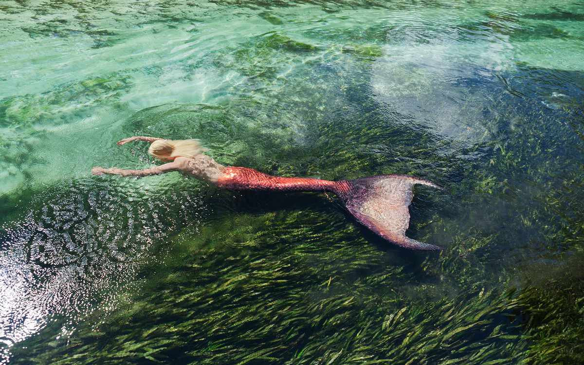 CNK1BN Mermaid floating on her stomach above an eel grass bed in a river in Weeki Wachee Springs Florida