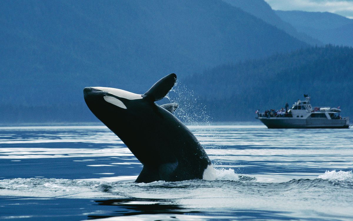 Orca (Orcinus orca) northern resident breaching in front of whale watching boat, Johnstone Strait, British Columbia, Canada