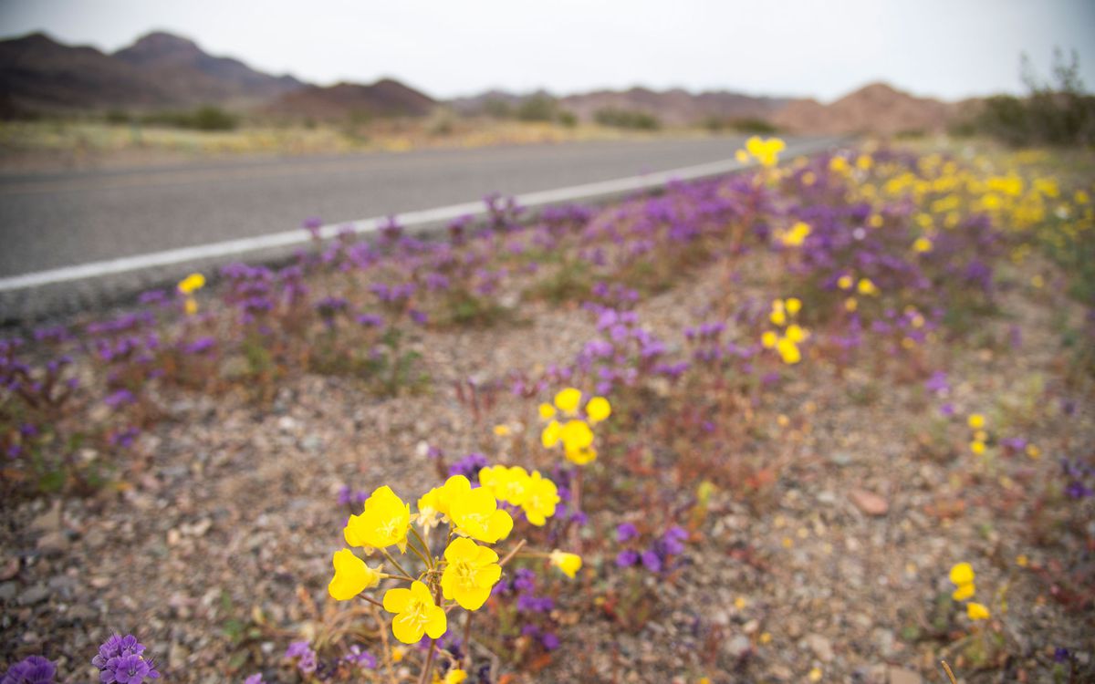 Death Valley's Rare, Beautiful 'Super Bloom'