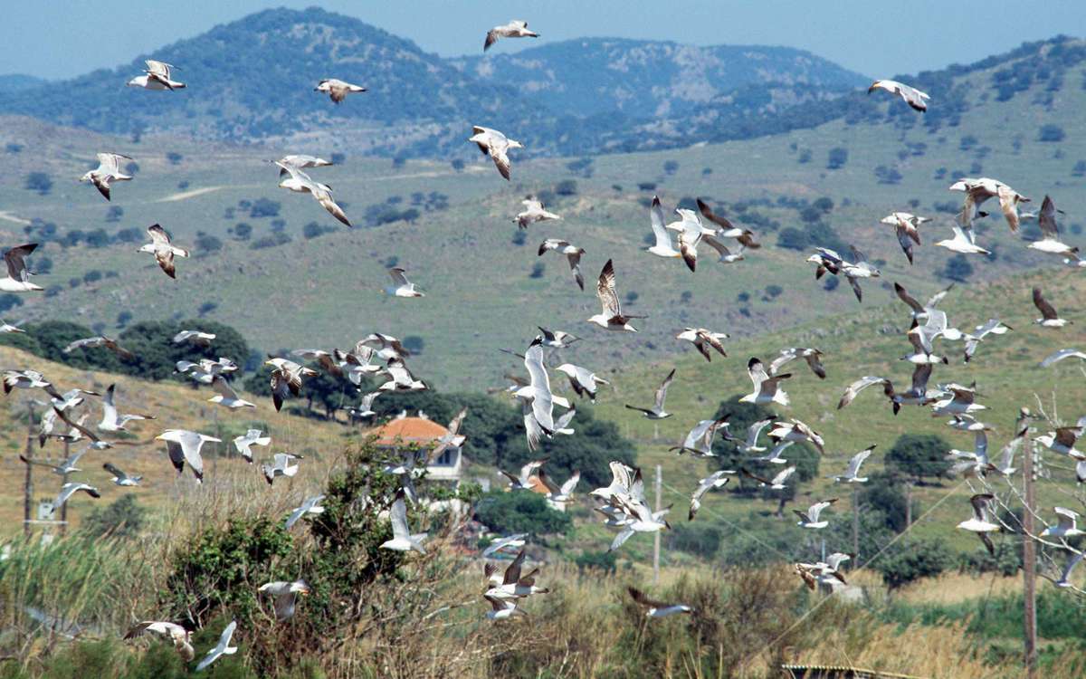 GREECE - JULY 24: Flock of seagulls flying, Lesvos island, Greece. (Photo by DeAgostini/Getty Images)
