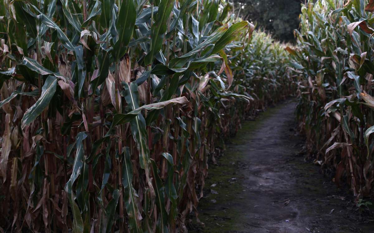 Creepiest Haunted Corn Mazes