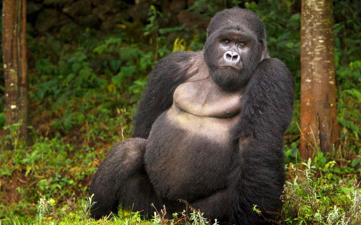 Gorillas Face Greater Threat While Pandas Move Off ‘Endangered’ Species List