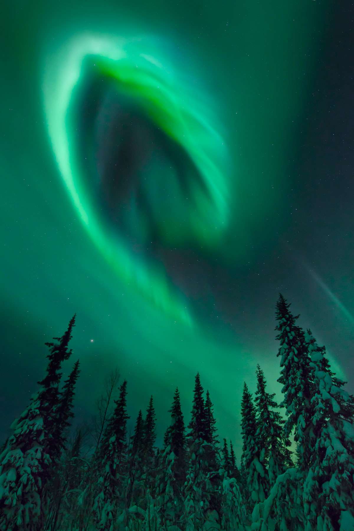 The Northern Lights, above a forest in Kiruna, Sweden.