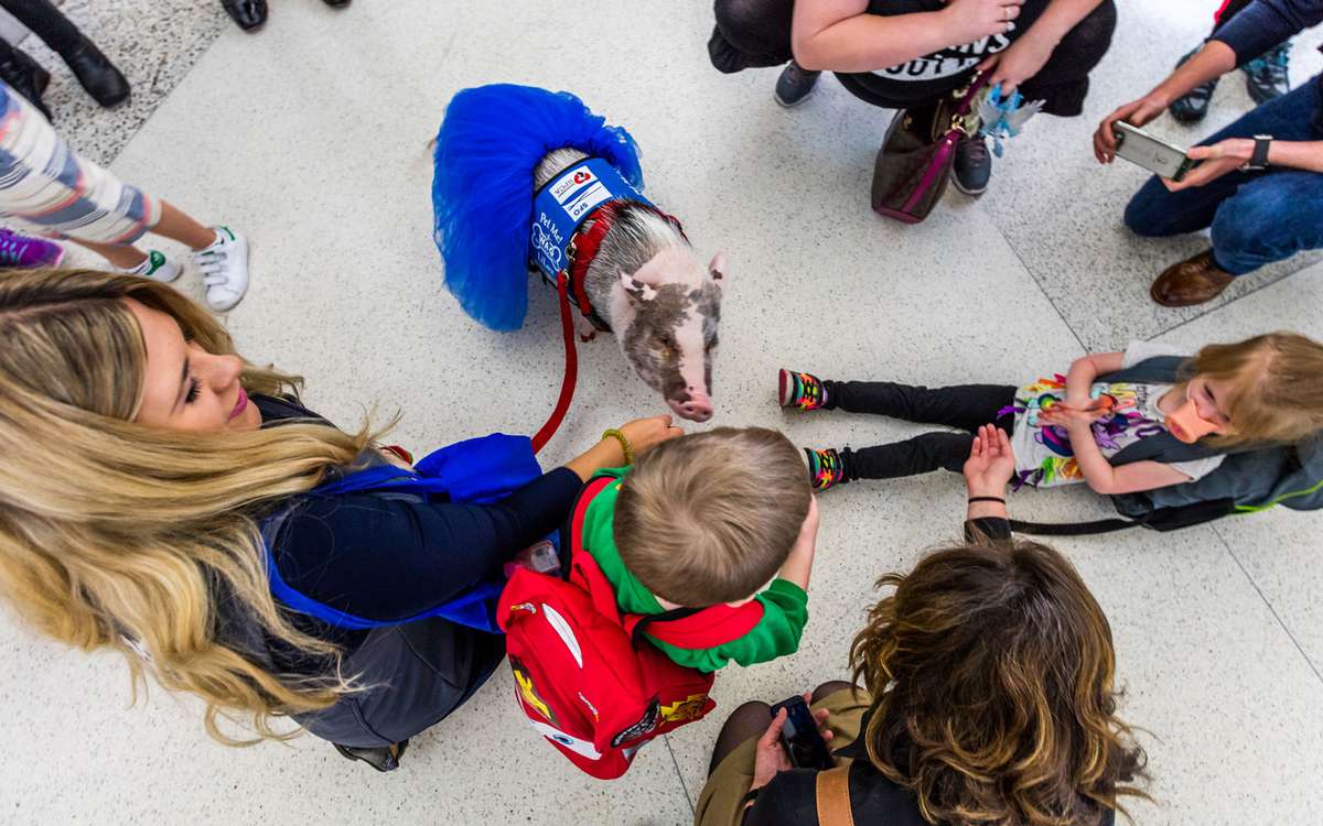 Therapy pig with kids