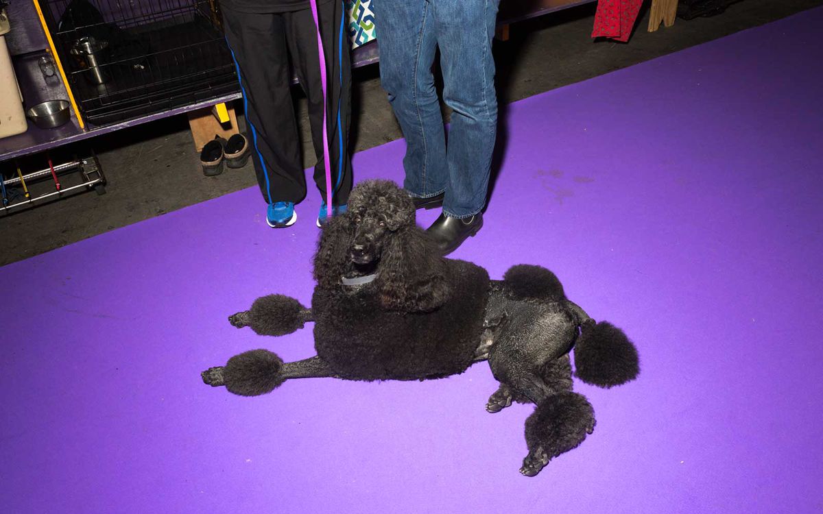 The 140th Annual Westminster Dog Show