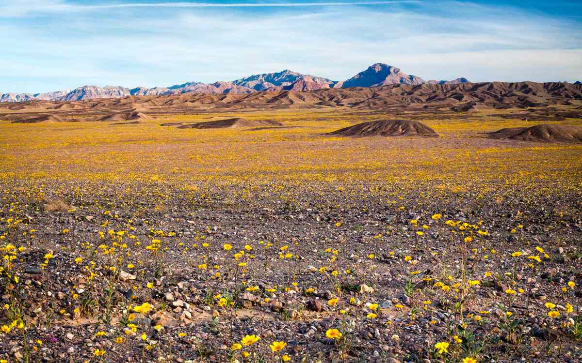 Wildflowers, Super Bloom, Spring 2016, Amargosa Mountains, Death Valley National Park
