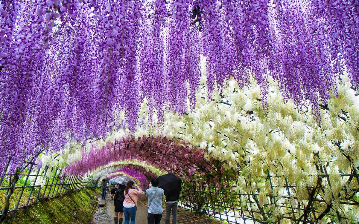 Kawachi Wisteria Fuji Gardens in Japan
