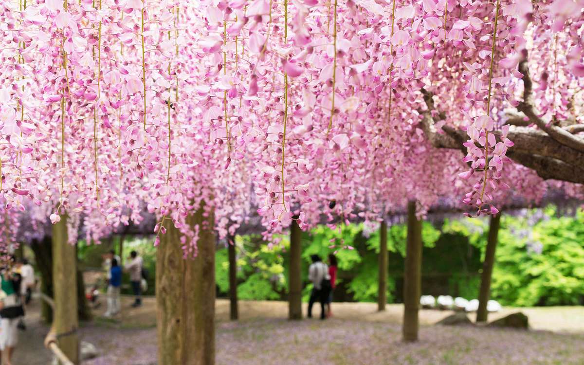 Kawachi Wisteria Fuji Gardens in Japan