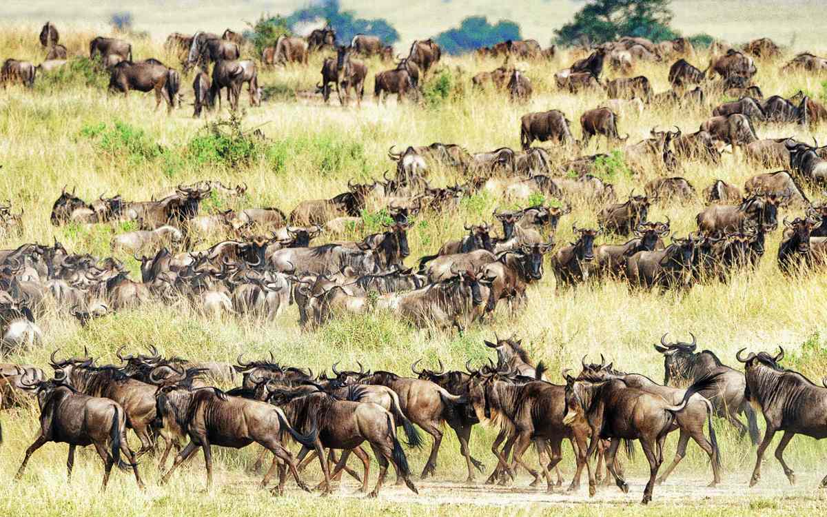 Wildebeest, Great Migration, Tanzania, Africa