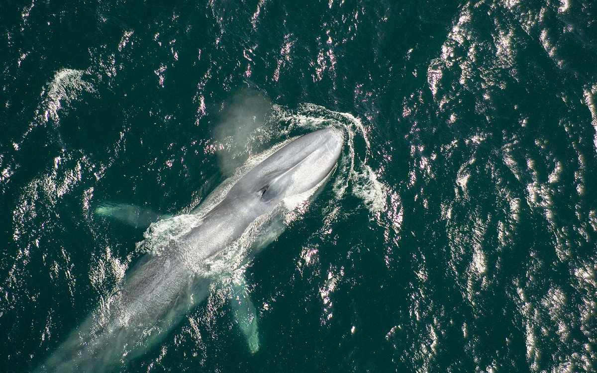 Where to Watch Whales in California