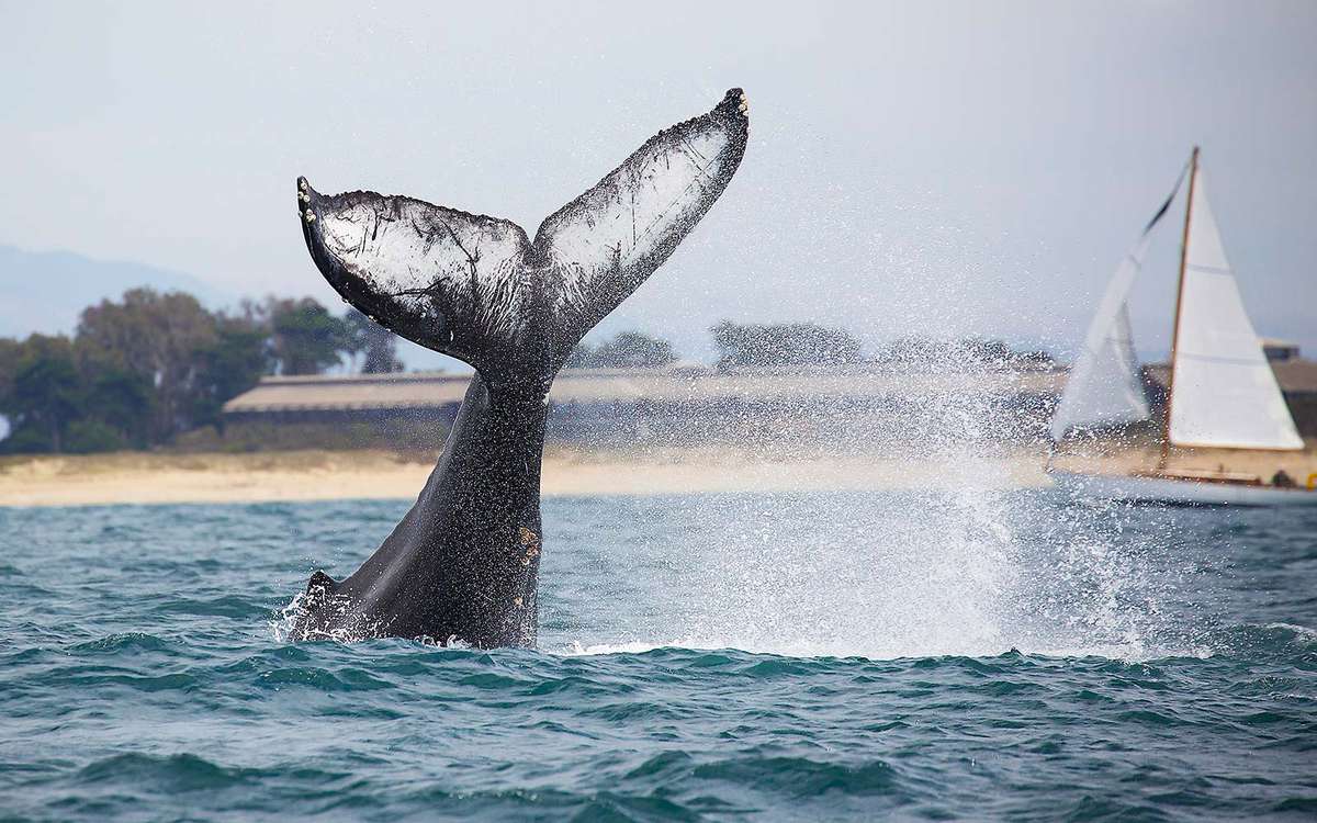 Where to Watch Whales in California