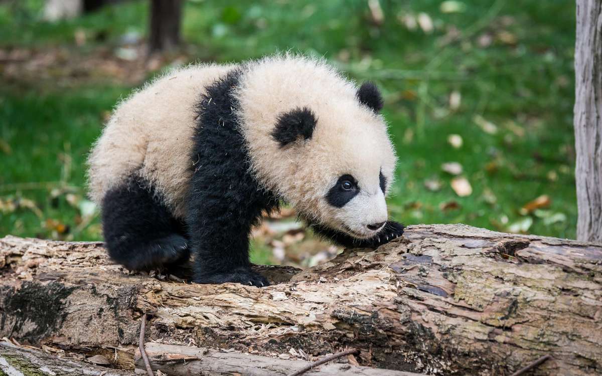 Giant panda cub