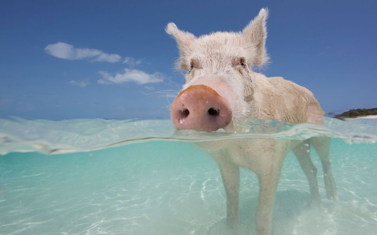 Bahamas pigs found dead.