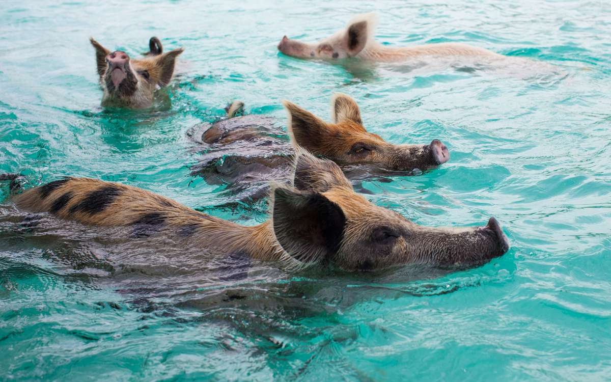 How did the pigs end up at the beach?