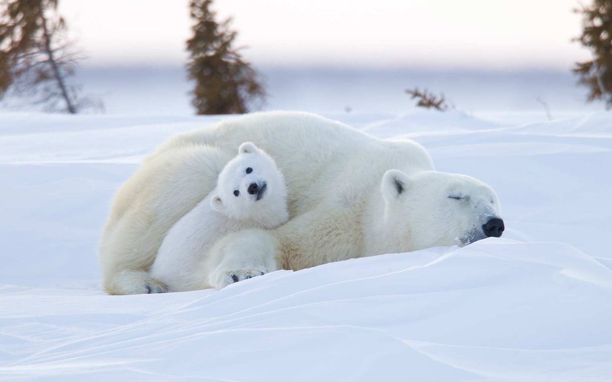 Polar bear (Ursus maritimus) and cubs, Wapusk National Park, Churchill, Hudson Bay, Manitoba, Canada
