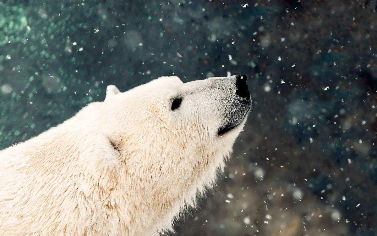 Polar Bear Provincial Park Canada