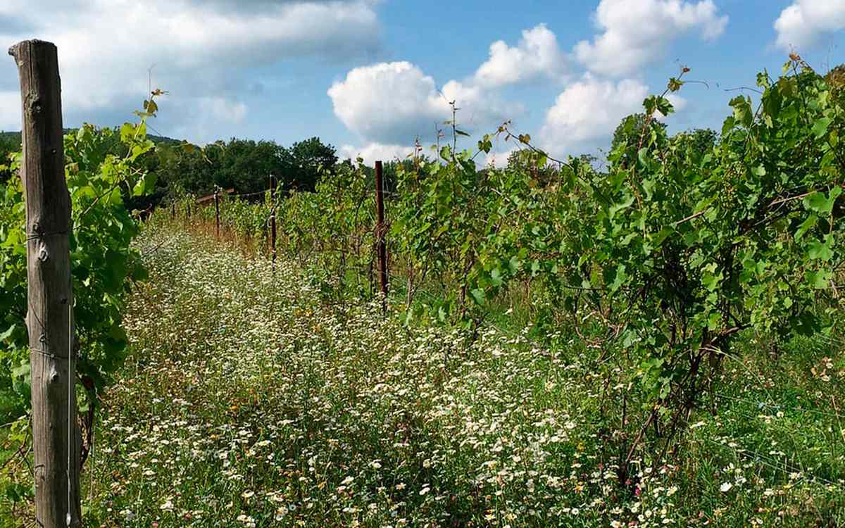 18. Windham Vineyards and Winery