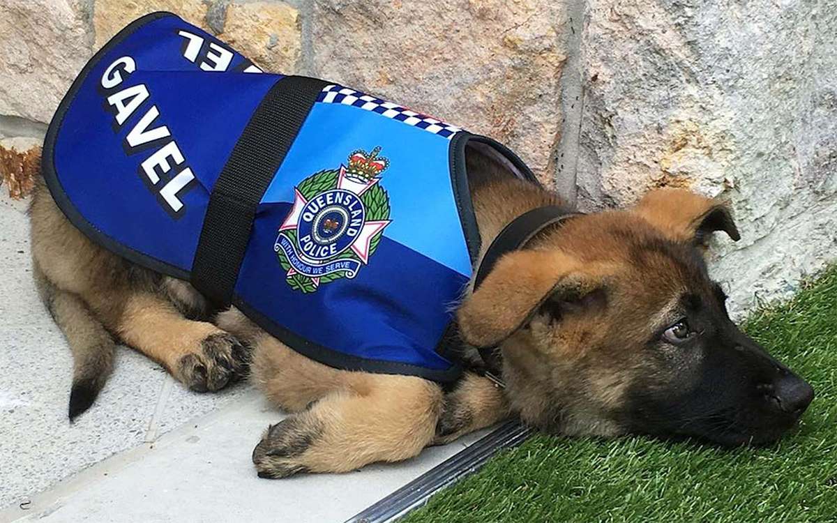 Gavel Police Dog Governor of Queensland