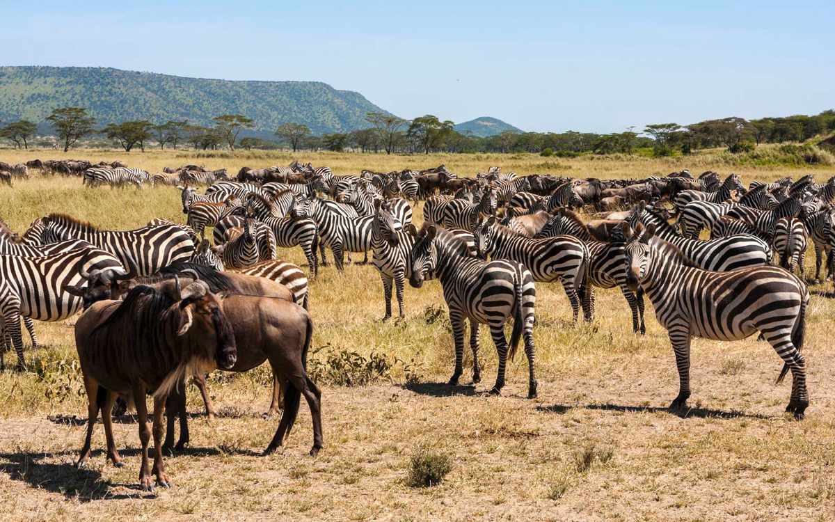 Wildebeest and Zebra Migration in Kenya