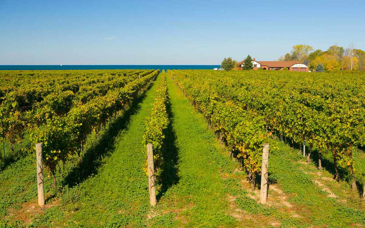 Winery Vineyard, Niagara-on-the-Lake, Ontario