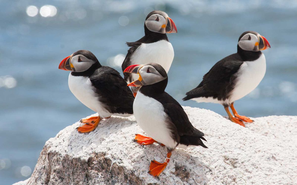 four puffins hanging out on a rock.