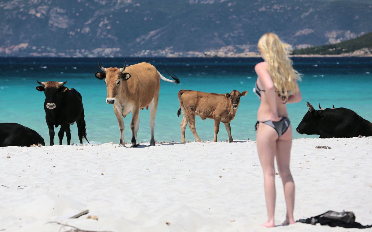 Corsica cows