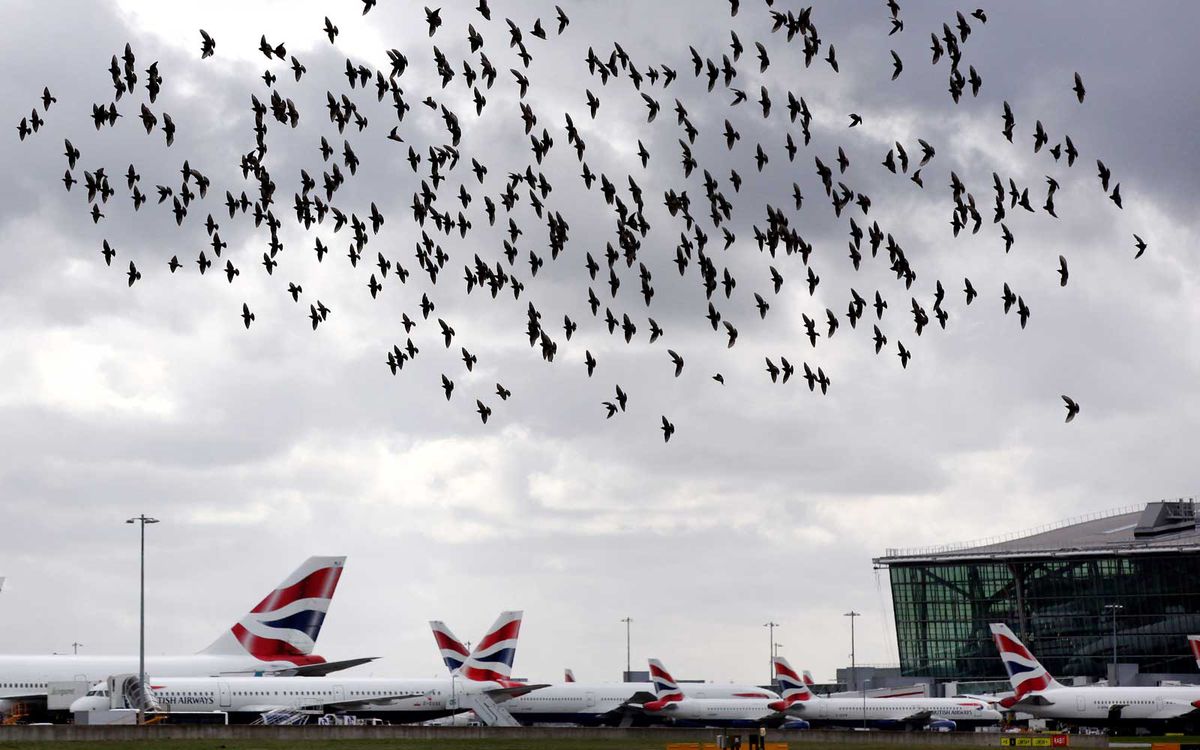 Bird Swarm at an Airport
