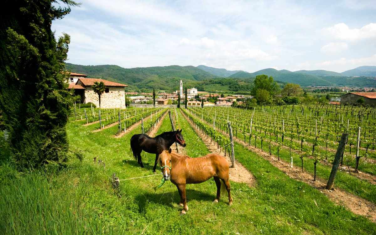 Vineyards in Franciacorta, Italy